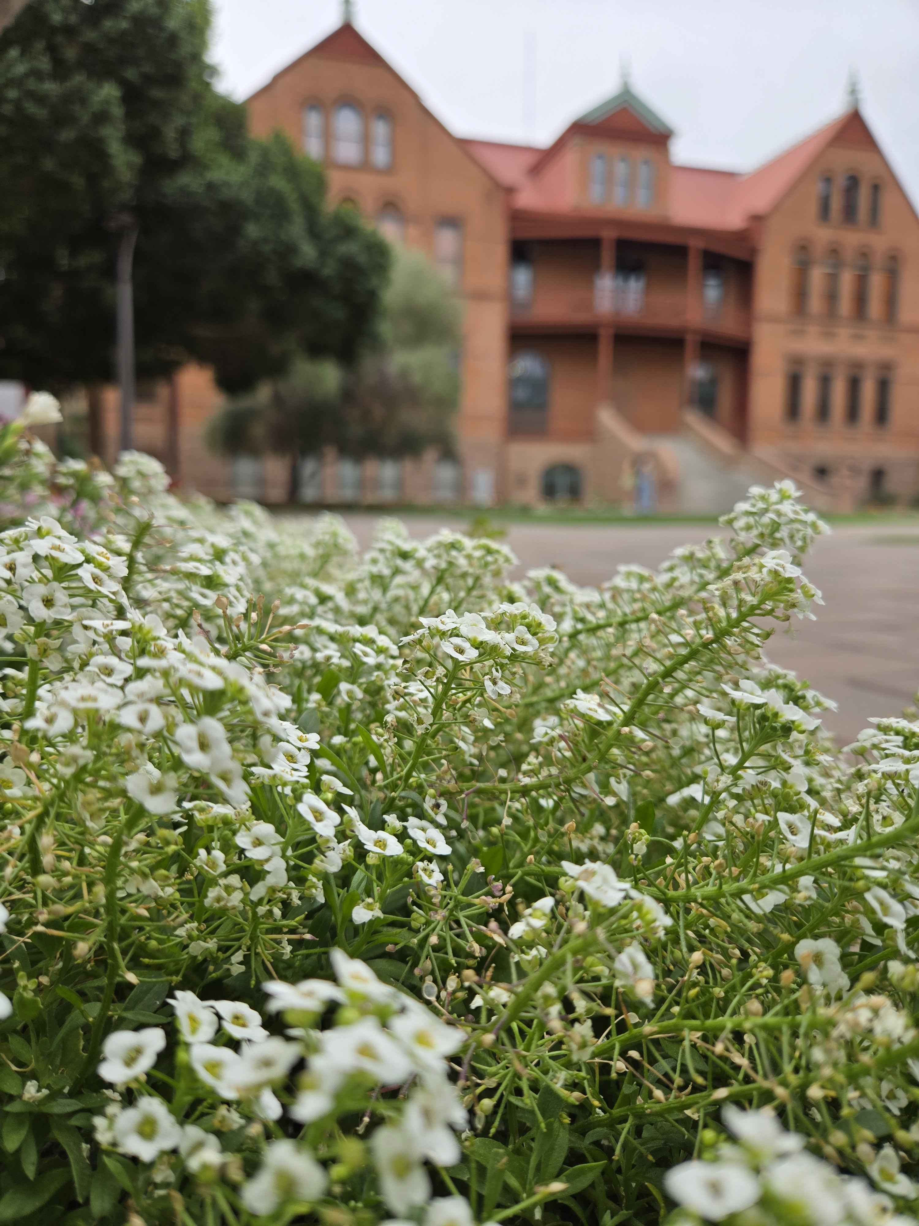 Flowers near ASU's Old Main building